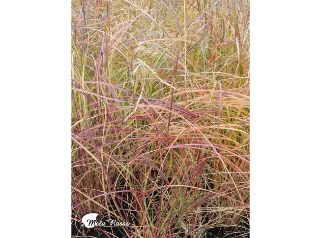 Miscanthus sinensis   'Red Chief'